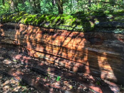 Fallen redwood tree log