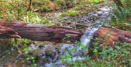 Coastal Redwood