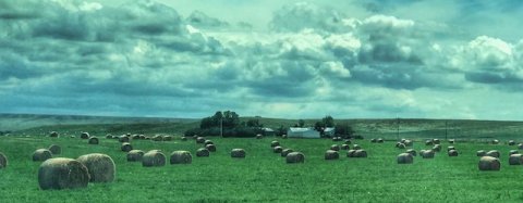 Montana hay field