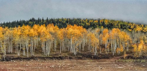 Autumn Aspens, Kolob Reservoir, UT