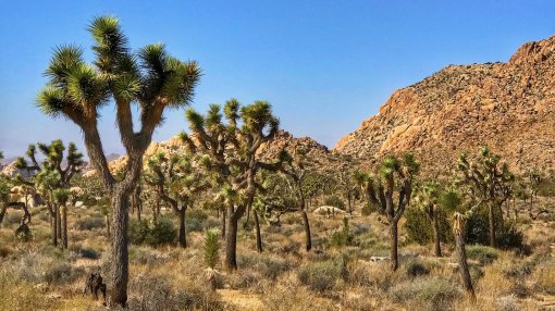 Joshua Tree National Park