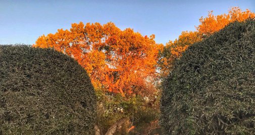 Trees in Temecula