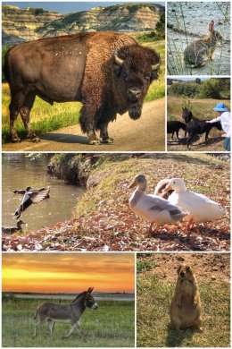 Animals seen in 2018