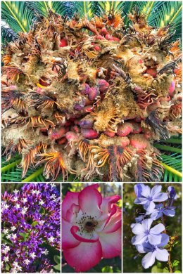 Flowers found in SoCal