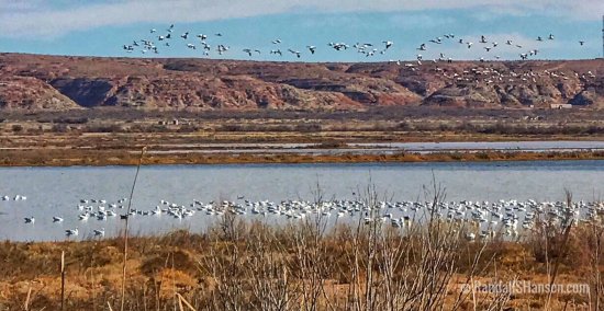 Bitter Lake National Wildlife Refuge
