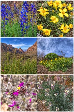 Wildflowers of Big Bend Texas