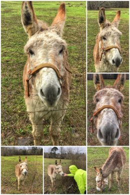 Wooly Donkey