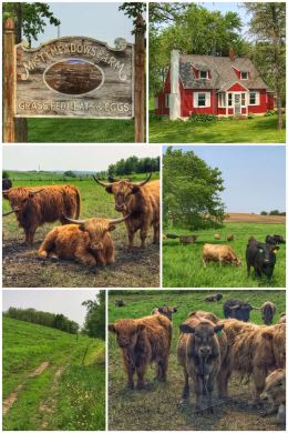 Misty Meadows Farm