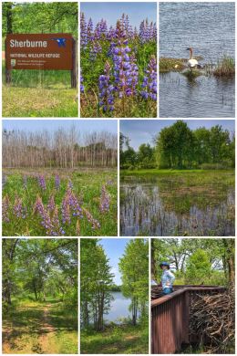 Sherburne National Wildlife Refuge