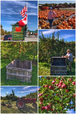 Rulfs Orchard