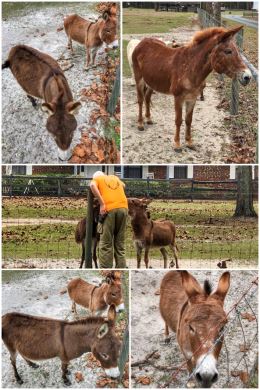 Florida donkeys