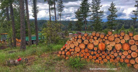 firewood rounds