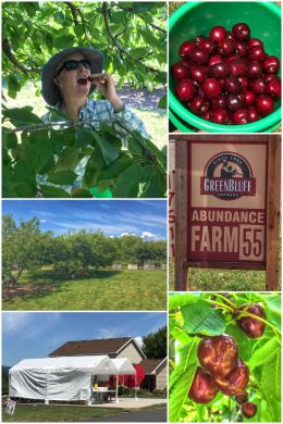 Abundance Farm cherry-picking